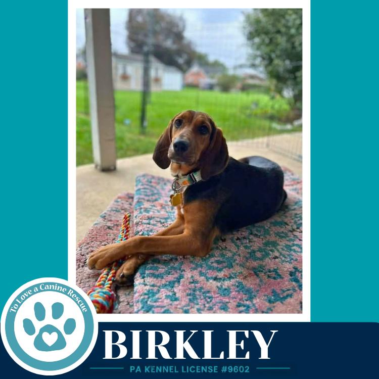 Enlarge Birkley 100326, a Adoptable mixed breed in Kimberton, PA image 3/5