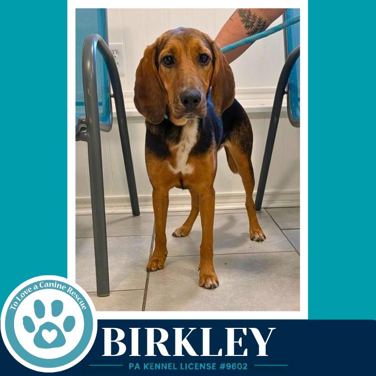 Enlarge Birkley 100326, a Adoptable mixed breed in Kimberton, PA image 4/5