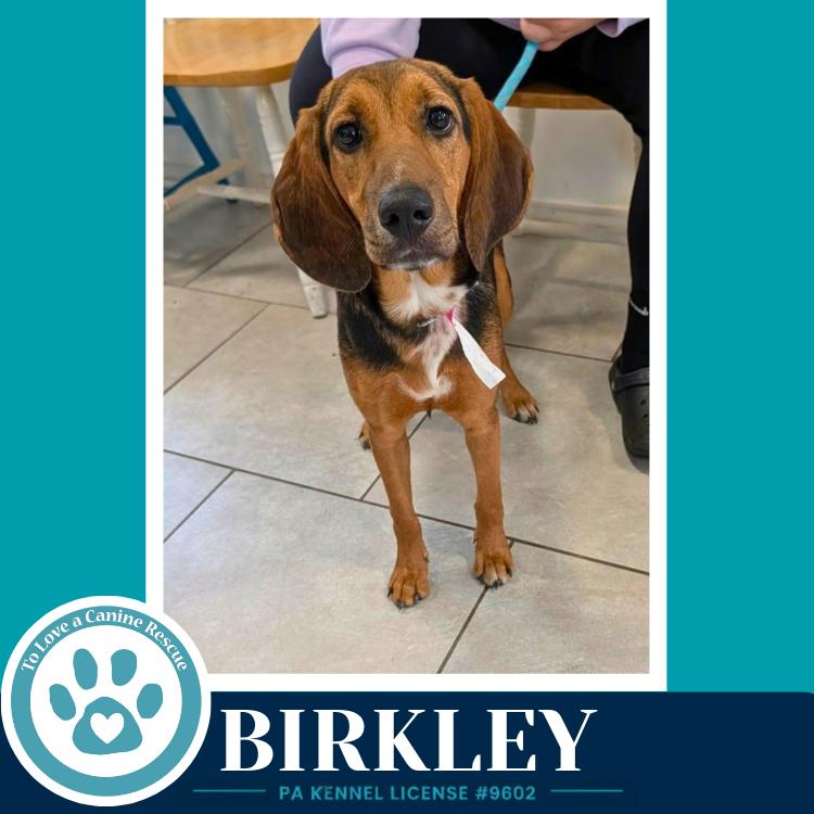 Enlarge Birkley 100326, a Adoptable mixed breed in Kimberton, PA image 5/5
