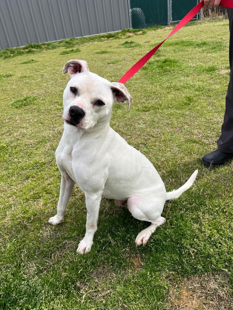 Horn, Adoptable, Young Male Mixed Breed.