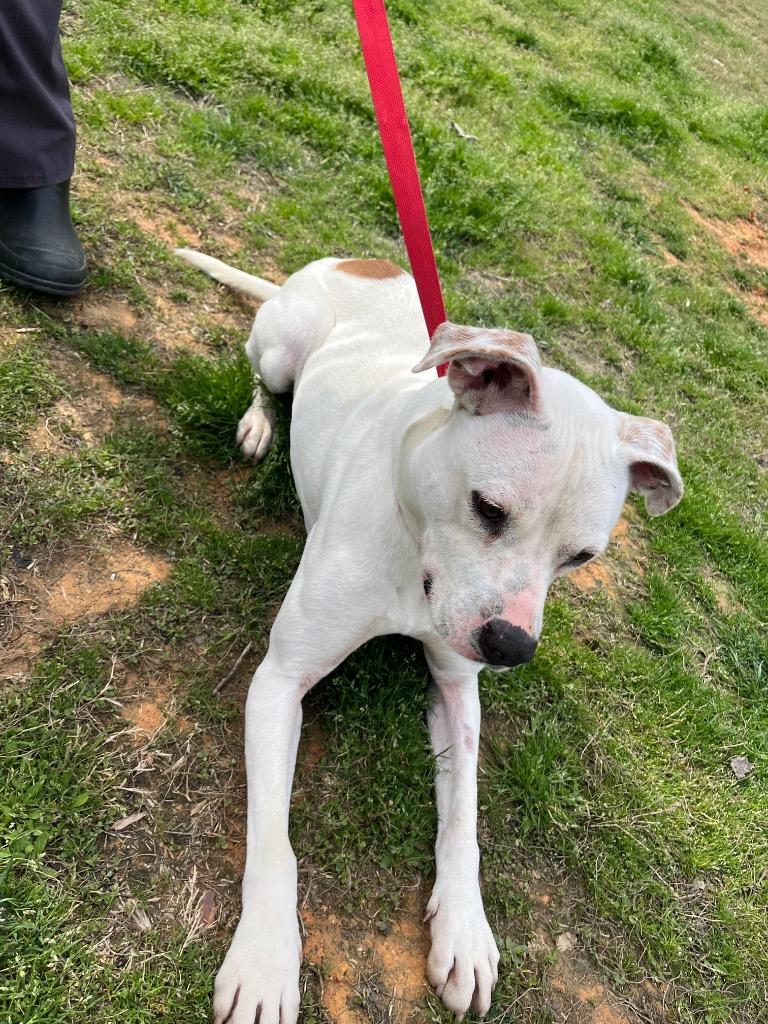 Enlarge Horn, a Adoptable mixed breed in Mount Gilead, NC image 2/6