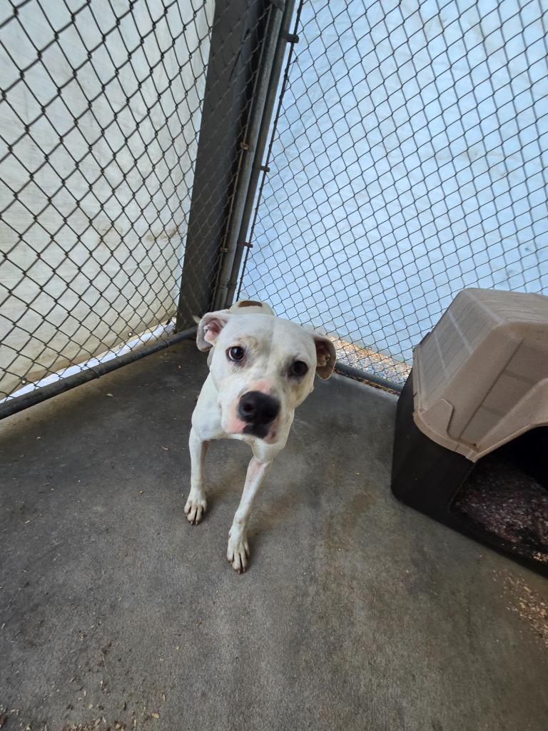 Enlarge Horn, a Adoptable mixed breed in Mount Gilead, NC image 3/6