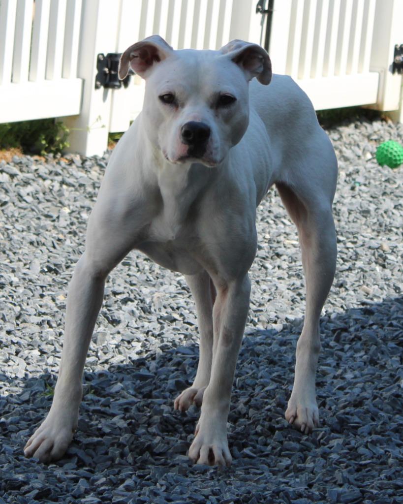 Enlarge Horn, a Adoptable mixed breed in Mount Gilead, NC image 4/6