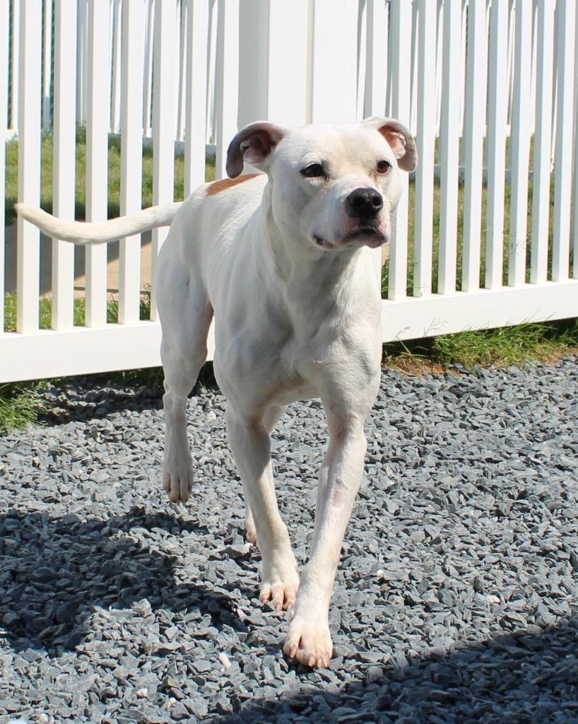 Enlarge Horn, a Adoptable mixed breed in Mount Gilead, NC image 5/6