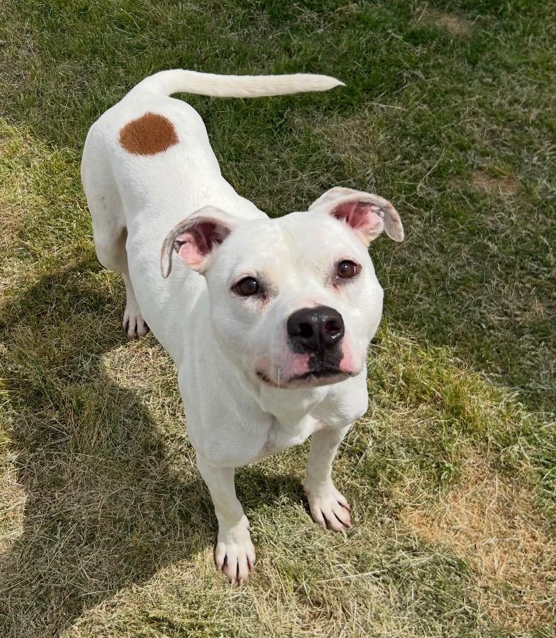 Enlarge Horn, a Adoptable mixed breed in Mount Gilead, NC image 4/6
