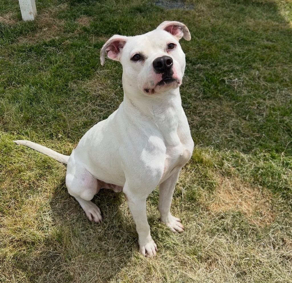 Enlarge Horn, a Adoptable mixed breed in Mount Gilead, NC image 5/6