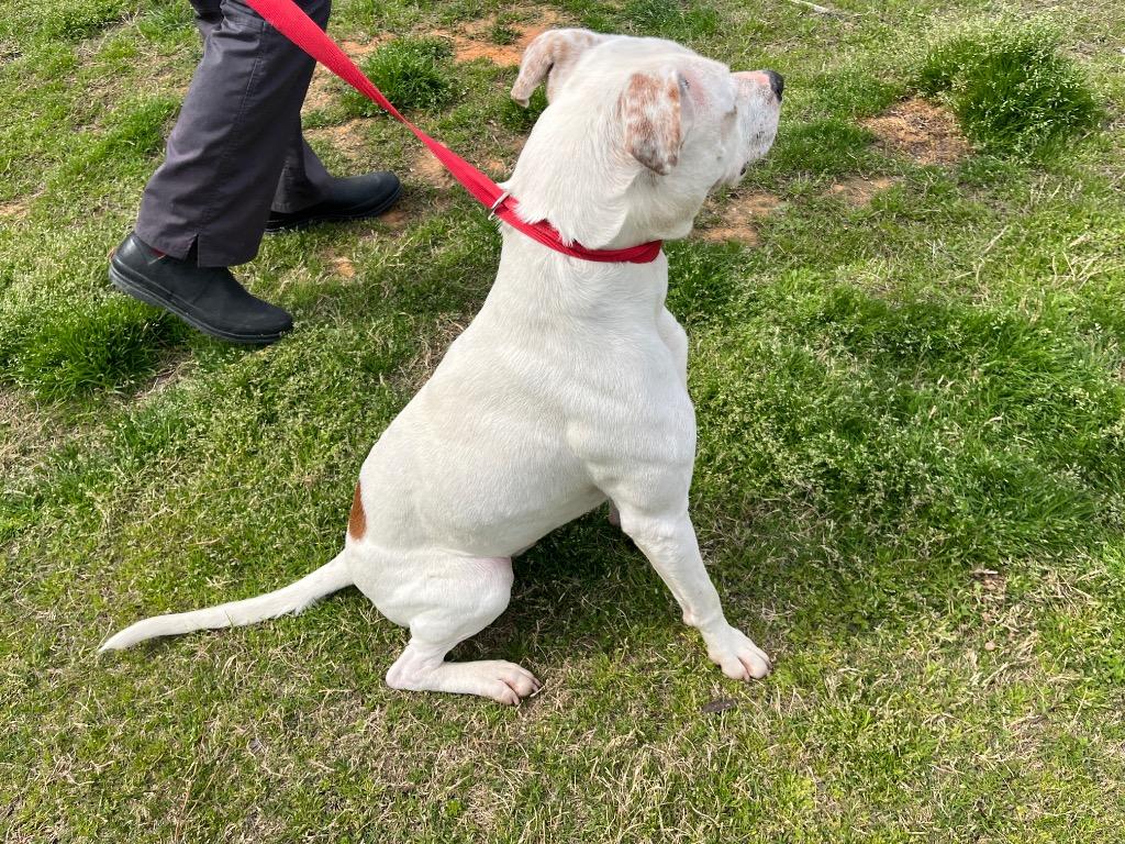 Enlarge Horn, a Adoptable mixed breed in Mount Gilead, NC image 6/6