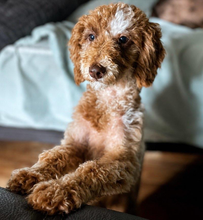 Sebastian, ADOPTABLE, Young Male Miniature Poodle.