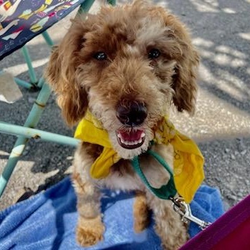 Enlarge Sebastian, a ADOPTABLE mixed breed in Lexington, KY image 2/4