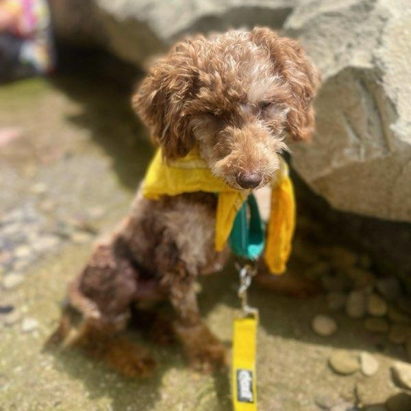 Enlarge Sebastian, a ADOPTABLE mixed breed in Lexington, KY image 3/4