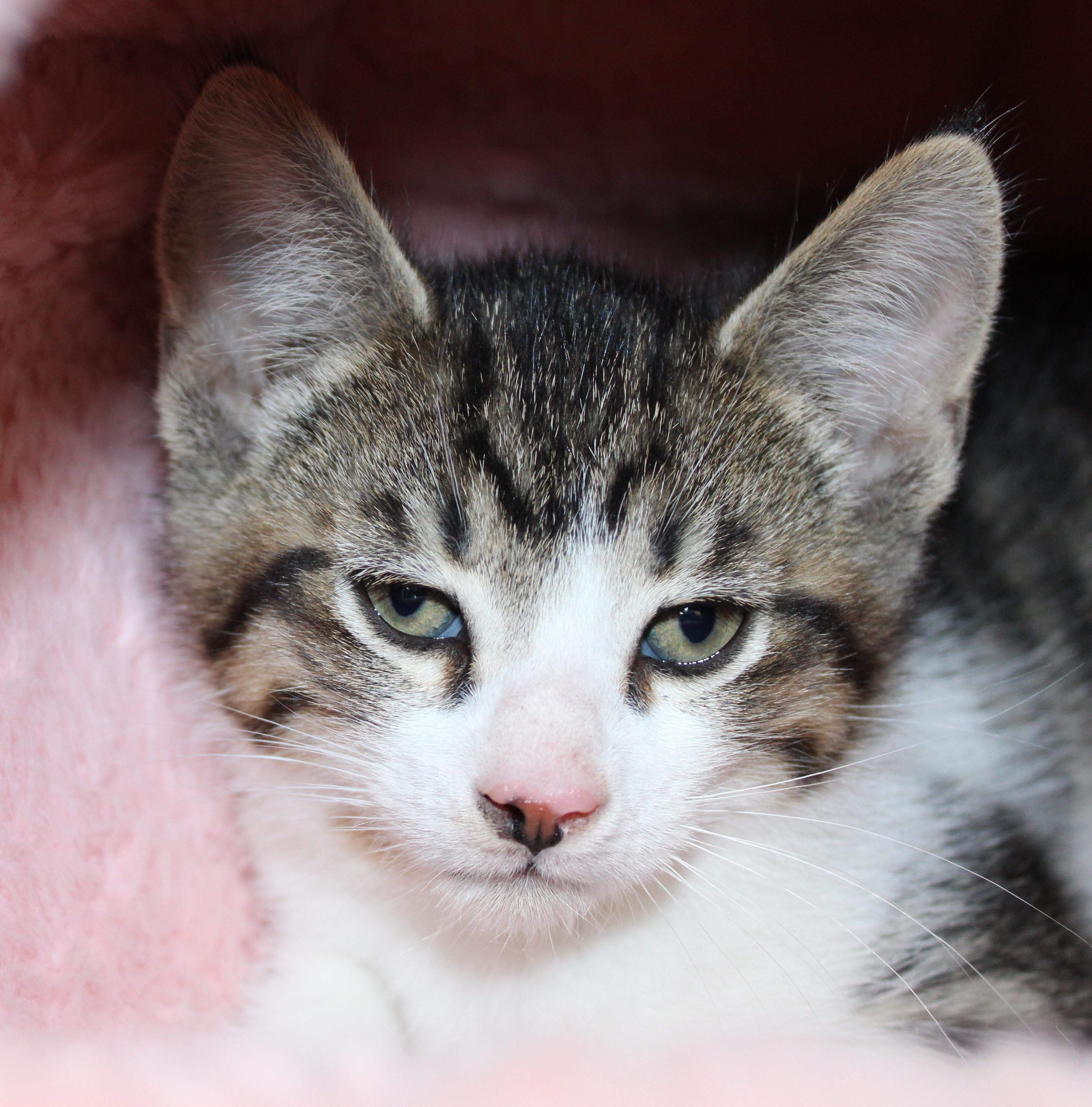 Brownie, adopted, Kitten Male Domestic Short Hair.