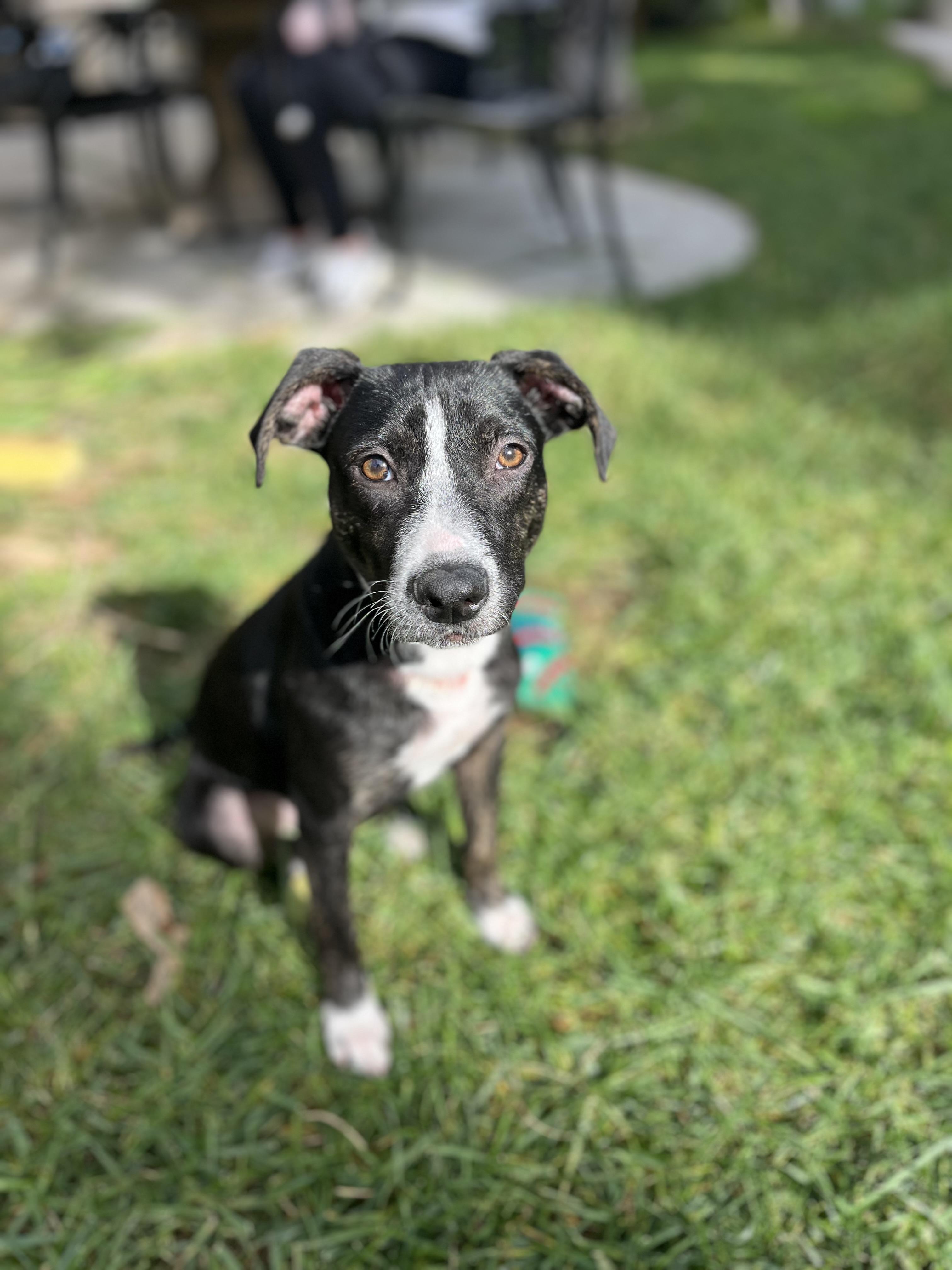 Enlarge Lola , a ADOPTABLE mixed breed in Poway, CA image 1/4