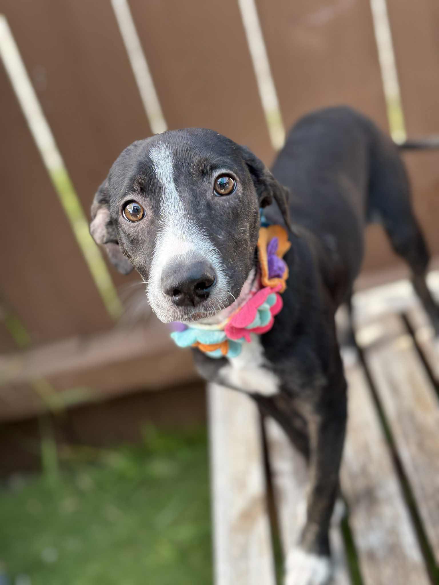 Lola , ADOPTABLE, Puppy Female Labrador Retriever & Terrier.