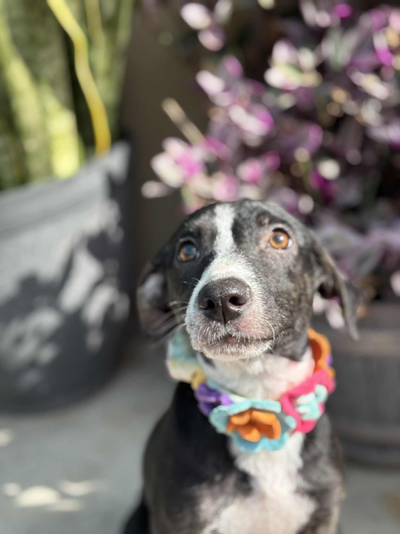 Enlarge Lola , a ADOPTABLE mixed breed in Poway, CA image 3/3