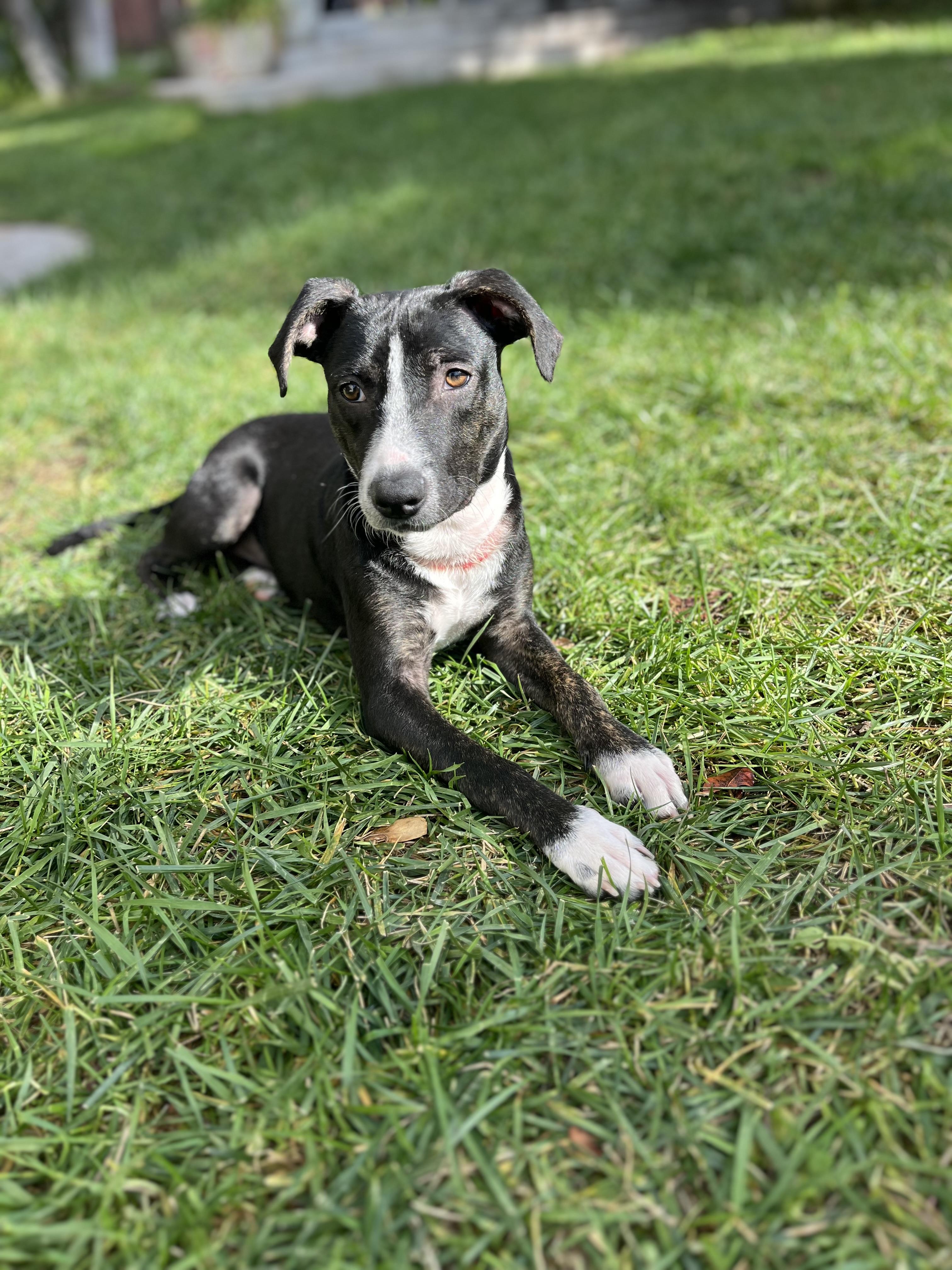 Enlarge Lola , a ADOPTABLE mixed breed in Poway, CA image 2/4