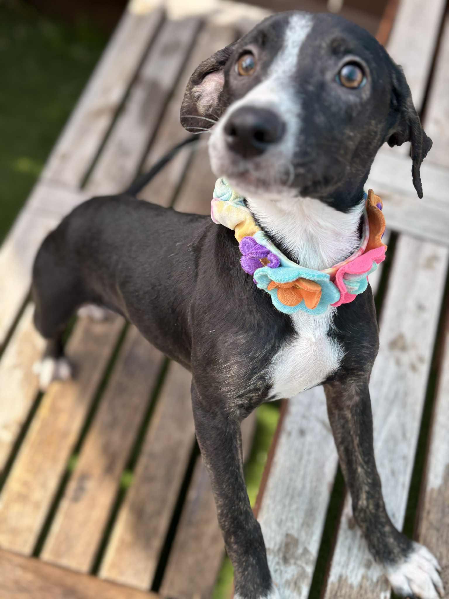 Enlarge Lola , a ADOPTABLE mixed breed in Poway, CA image 2/3