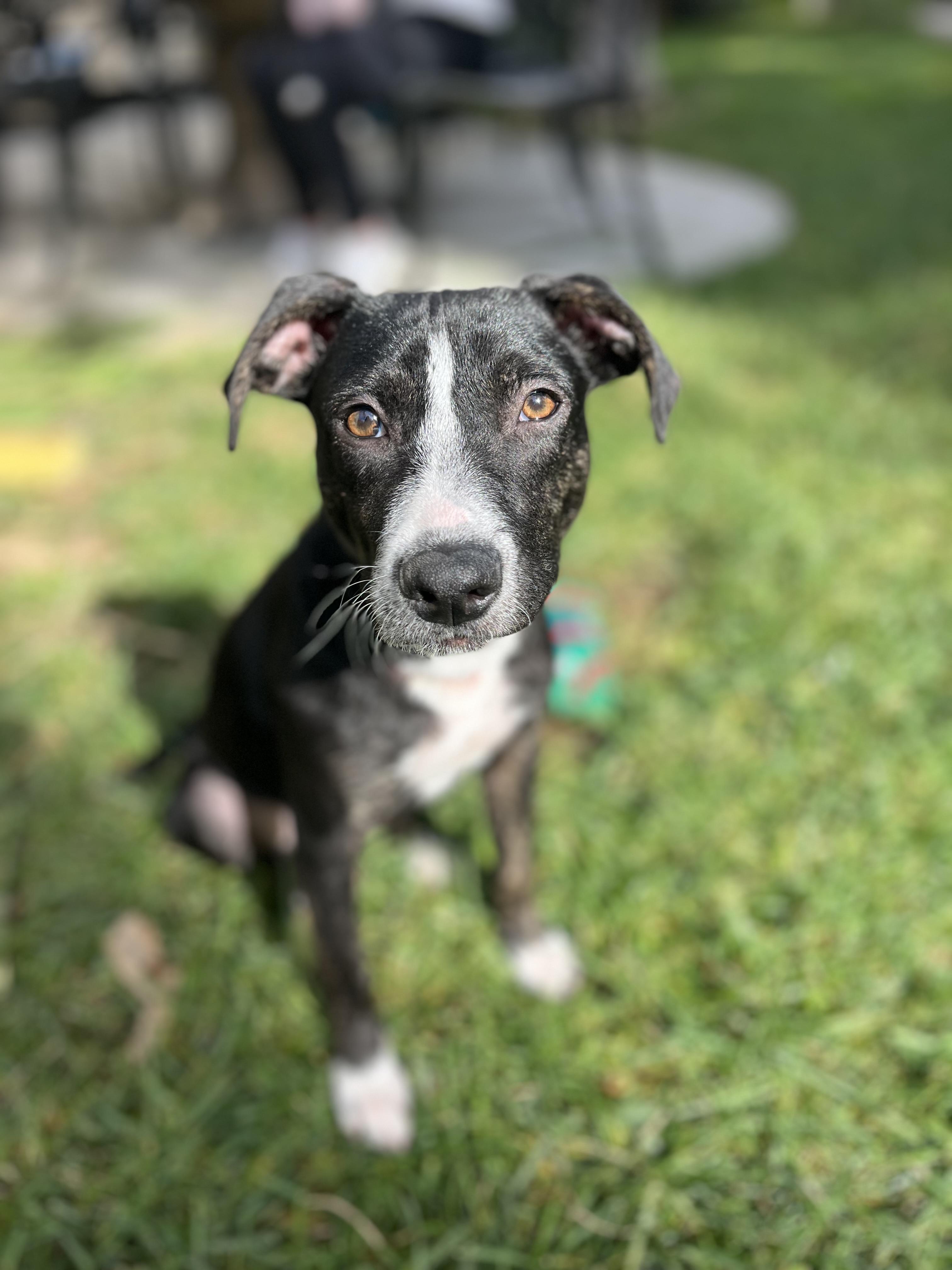 Enlarge Lola , a ADOPTABLE mixed breed in Poway, CA image 3/4
