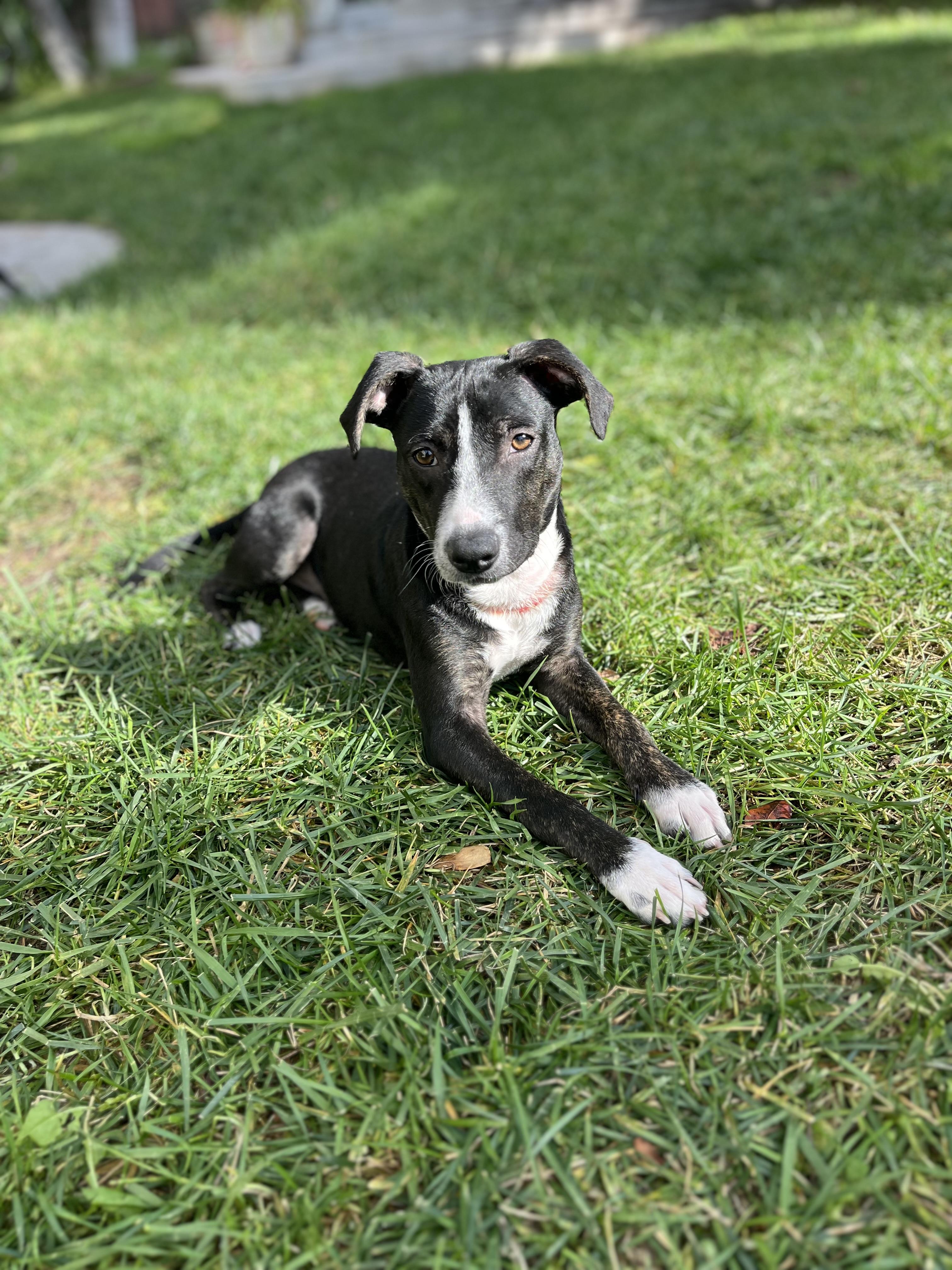 Enlarge Lola , a ADOPTABLE mixed breed in Poway, CA image 4/4