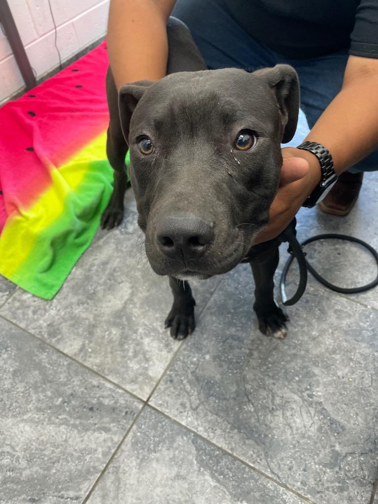 Enlarge Panther, a Adoptable mixed breed in Oxford, NC image 1/1