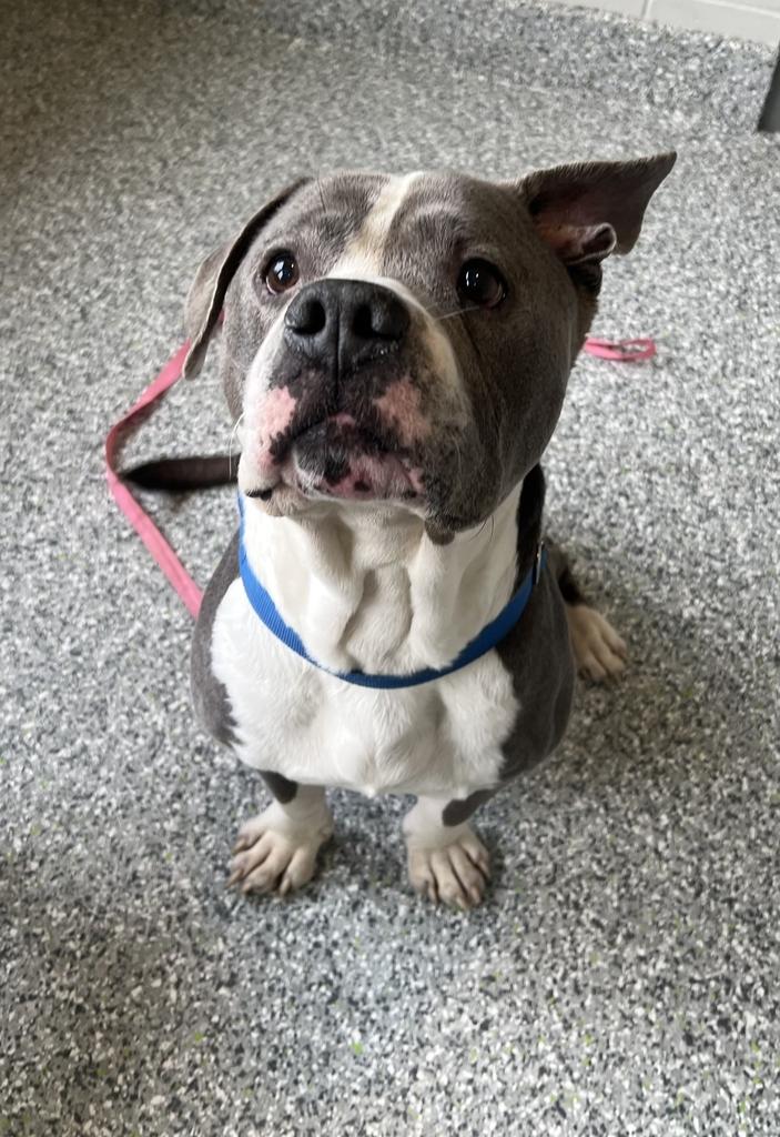 Enlarge Braxton, a ADOPTABLE mixed breed in Jackson, MI image 5/6
