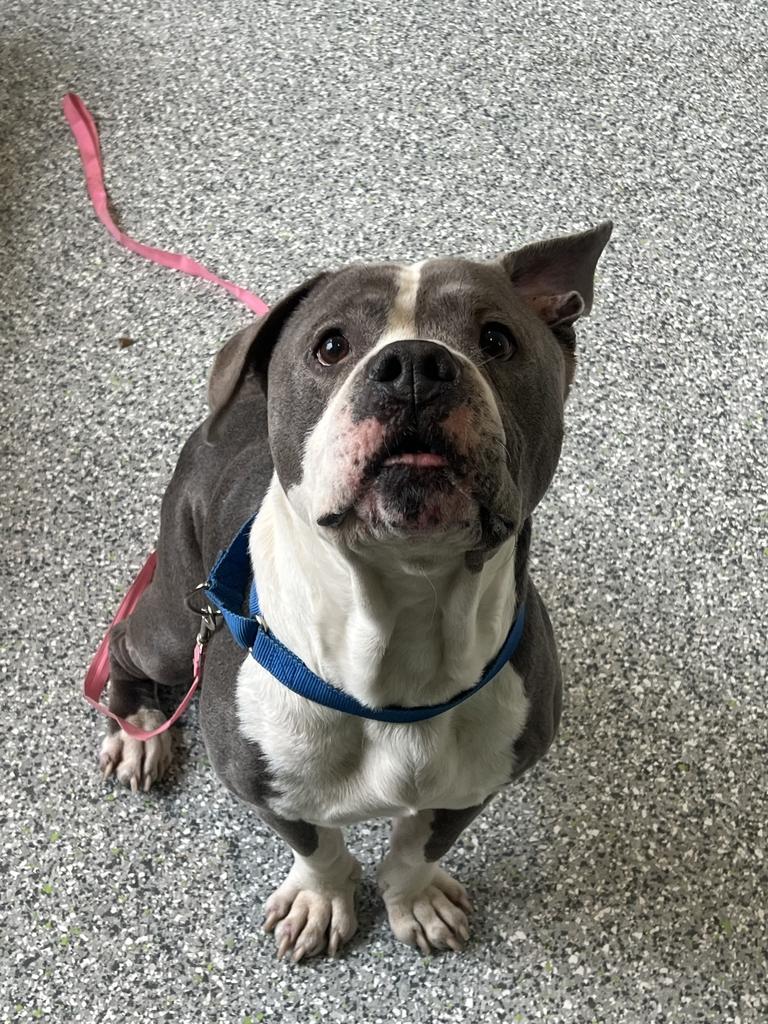 Enlarge Braxton, a ADOPTABLE mixed breed in Jackson, MI image 6/6