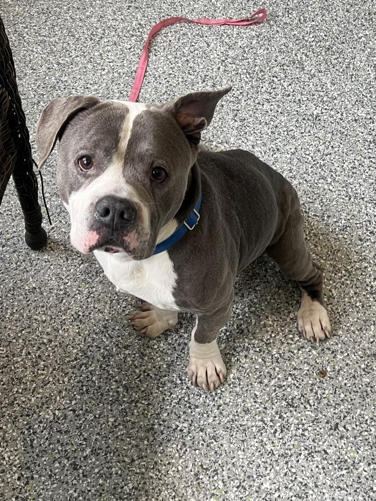 Enlarge Braxton, a ADOPTABLE mixed breed in Jackson, MI image 2/6