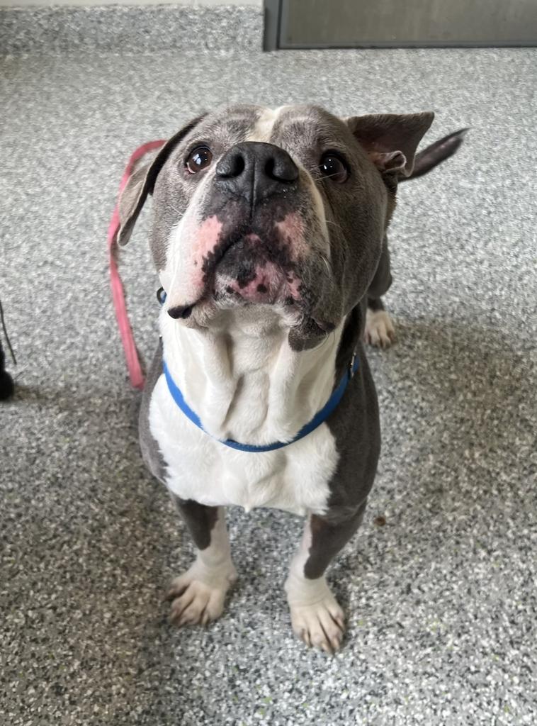 Enlarge Braxton, a ADOPTABLE mixed breed in Jackson, MI image 4/6