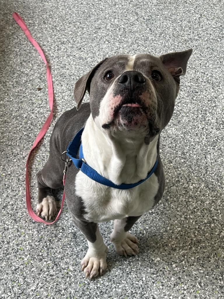 Braxton, ADOPTABLE, Senior Male American Bulldog.