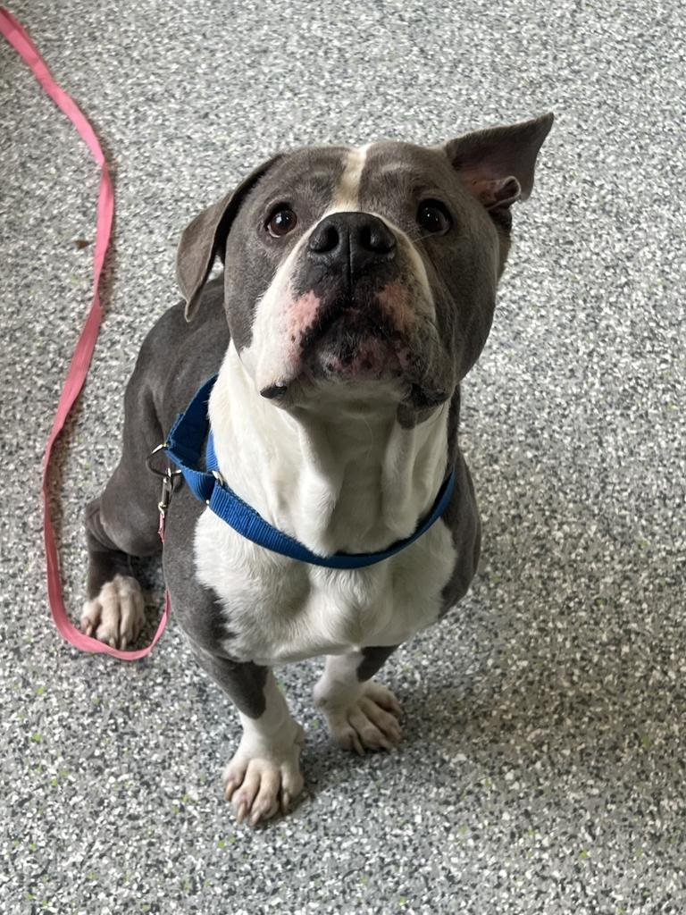 Enlarge Braxton, a ADOPTABLE mixed breed in Jackson, MI image 3/6