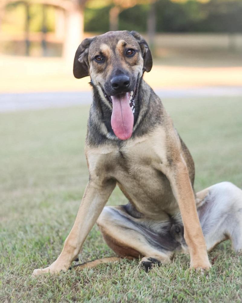 Enlarge Biggie, a Adoptable mixed breed in Groveland, MA image 1/6