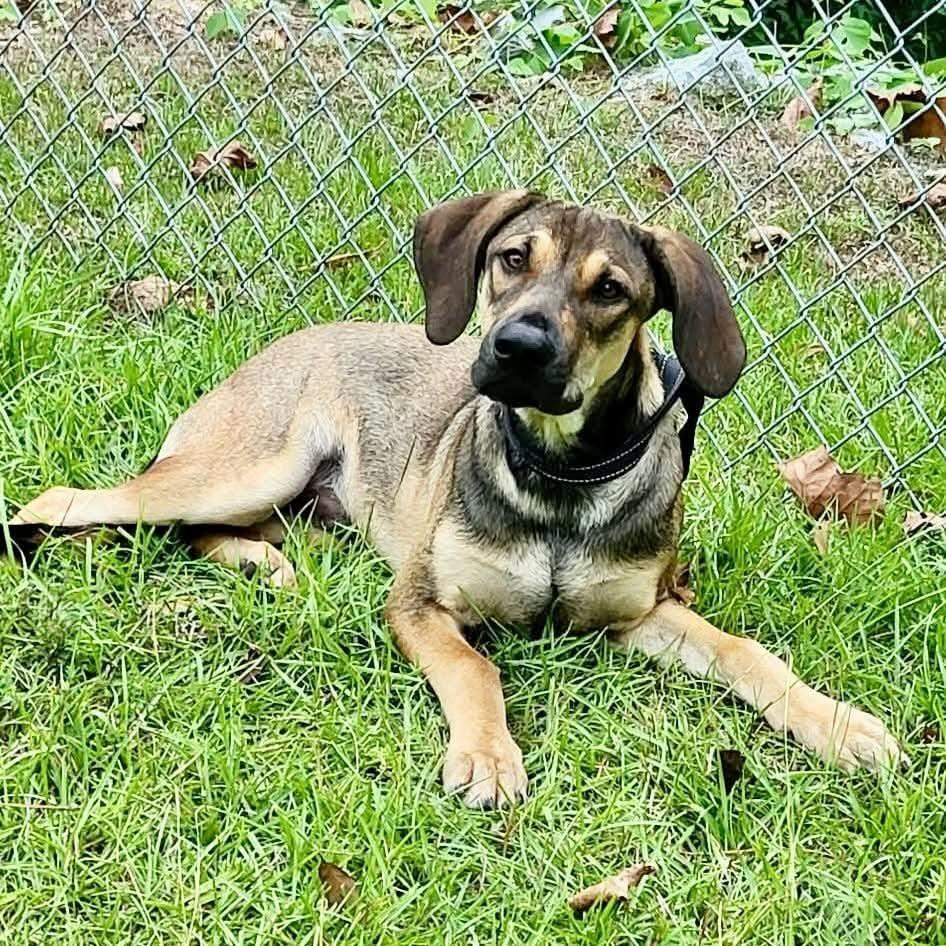Enlarge Biggie, a Adoptable mixed breed in Groveland, MA image 2/6