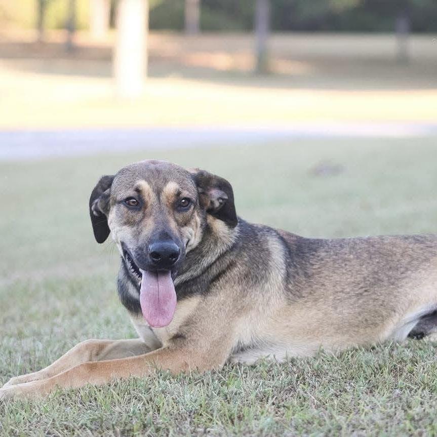 Enlarge Biggie, a Adoptable mixed breed in Groveland, MA image 3/6