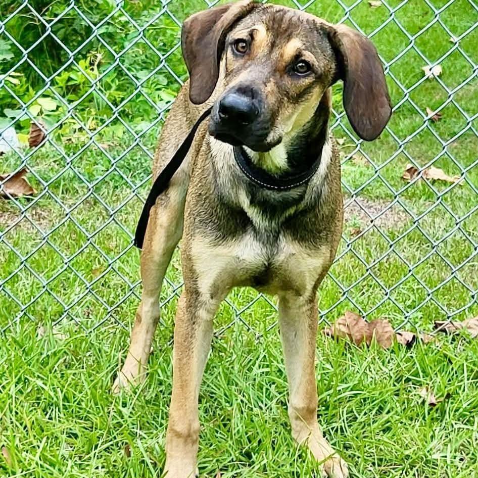 Enlarge Biggie, a Adoptable mixed breed in Groveland, MA image 4/6