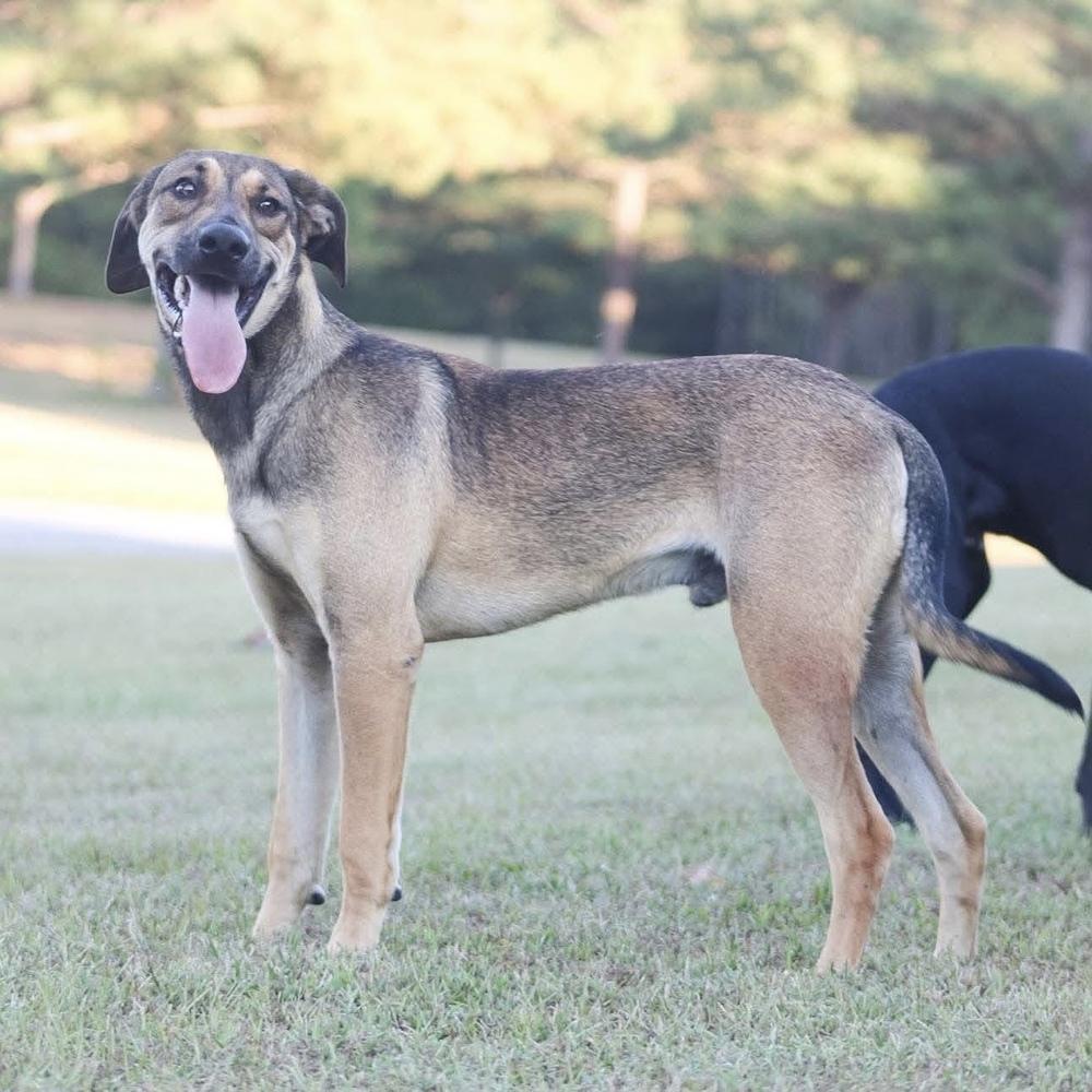 Enlarge Biggie, a Adoptable mixed breed in Groveland, MA image 5/6