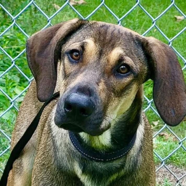 Enlarge Biggie, a Adoptable mixed breed in Groveland, MA image 6/6