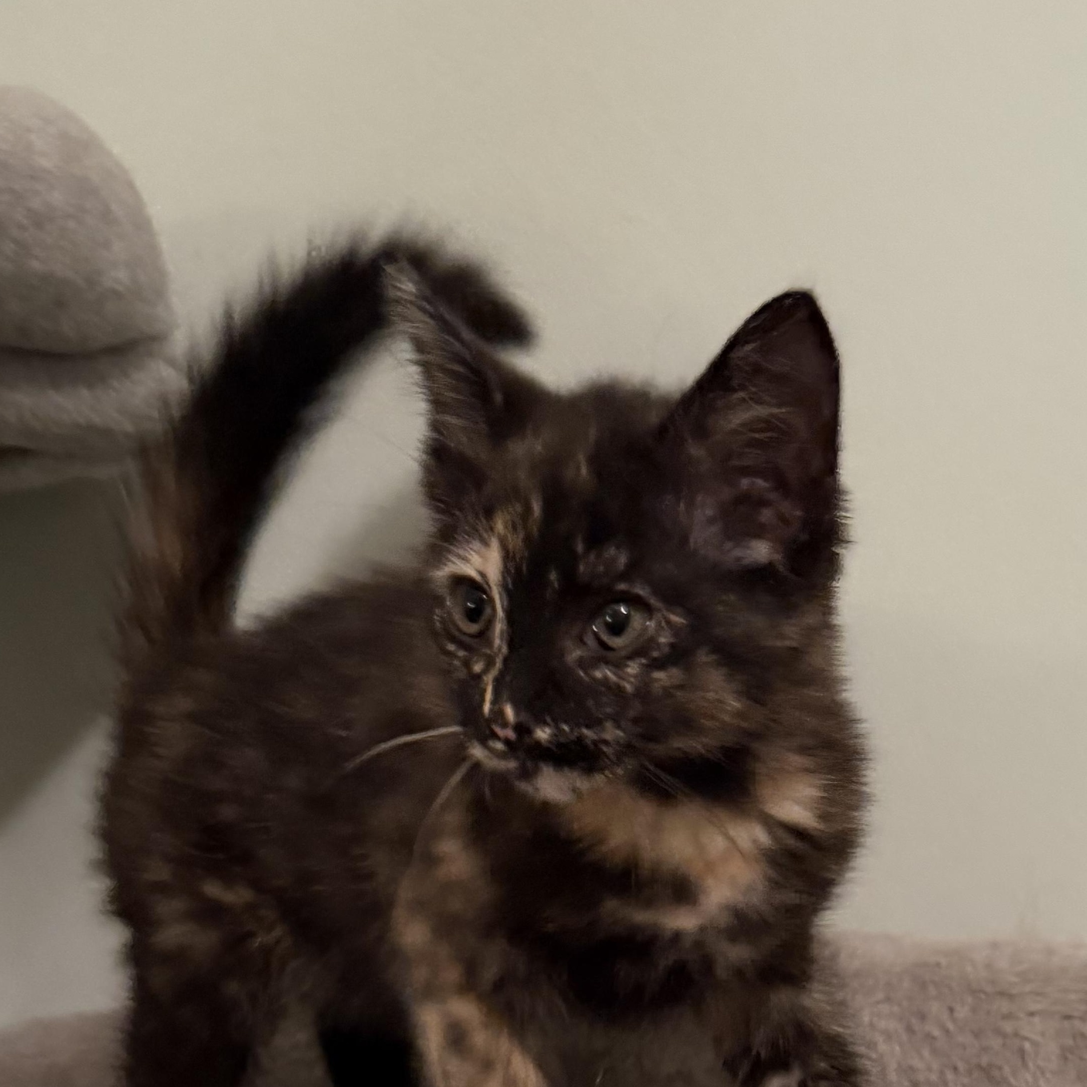 Tootsie, an adopted Domestic Medium Hair in Greensboro, GA image 3/3