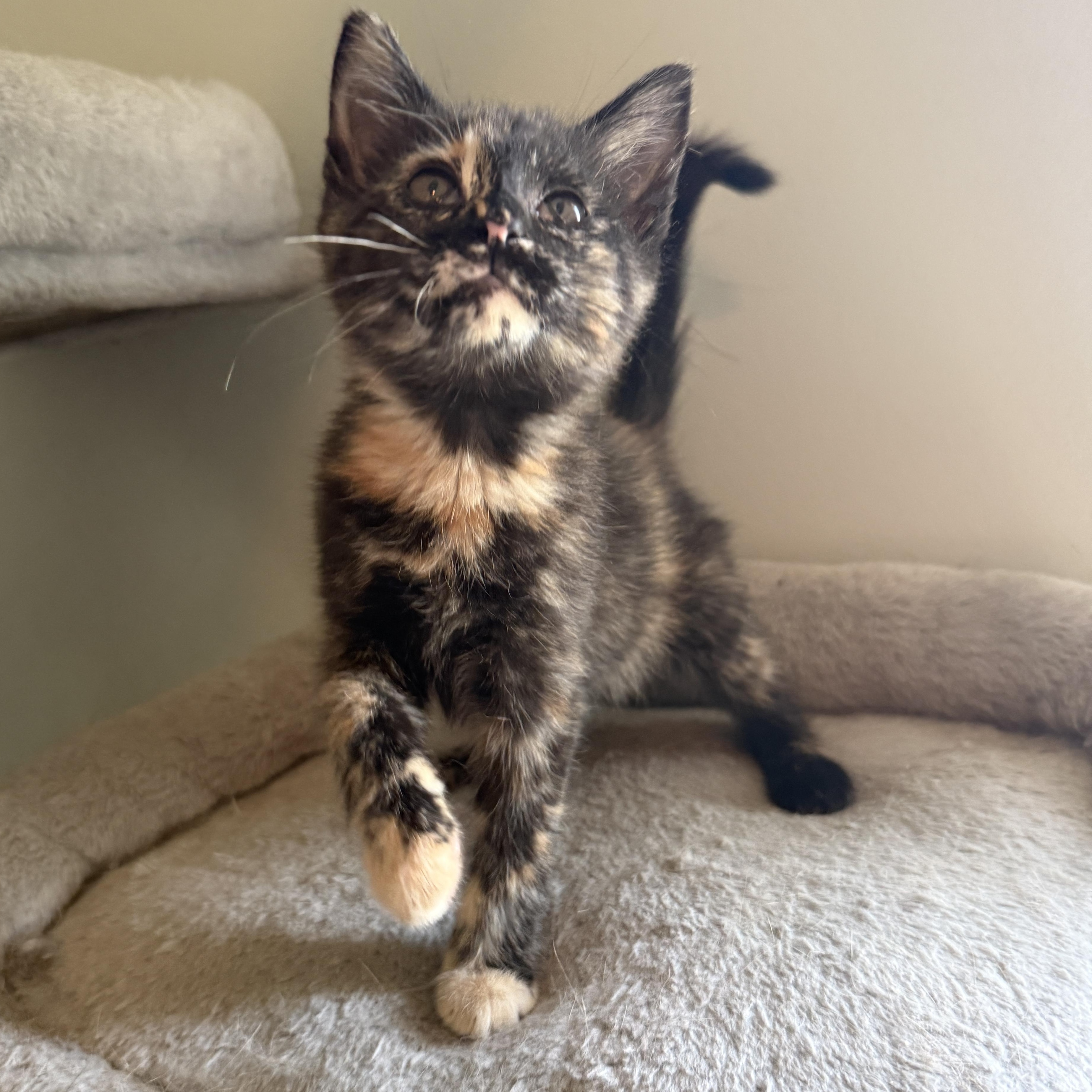 Tootsie, an adopted Domestic Medium Hair in Greensboro, GA image 1/3