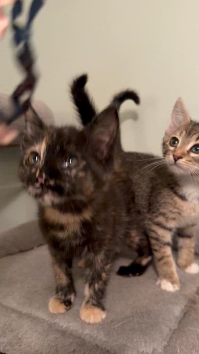 Enlarge Tootsie, an adopted Domestic Medium Hair in Greensboro, GA video 2/3