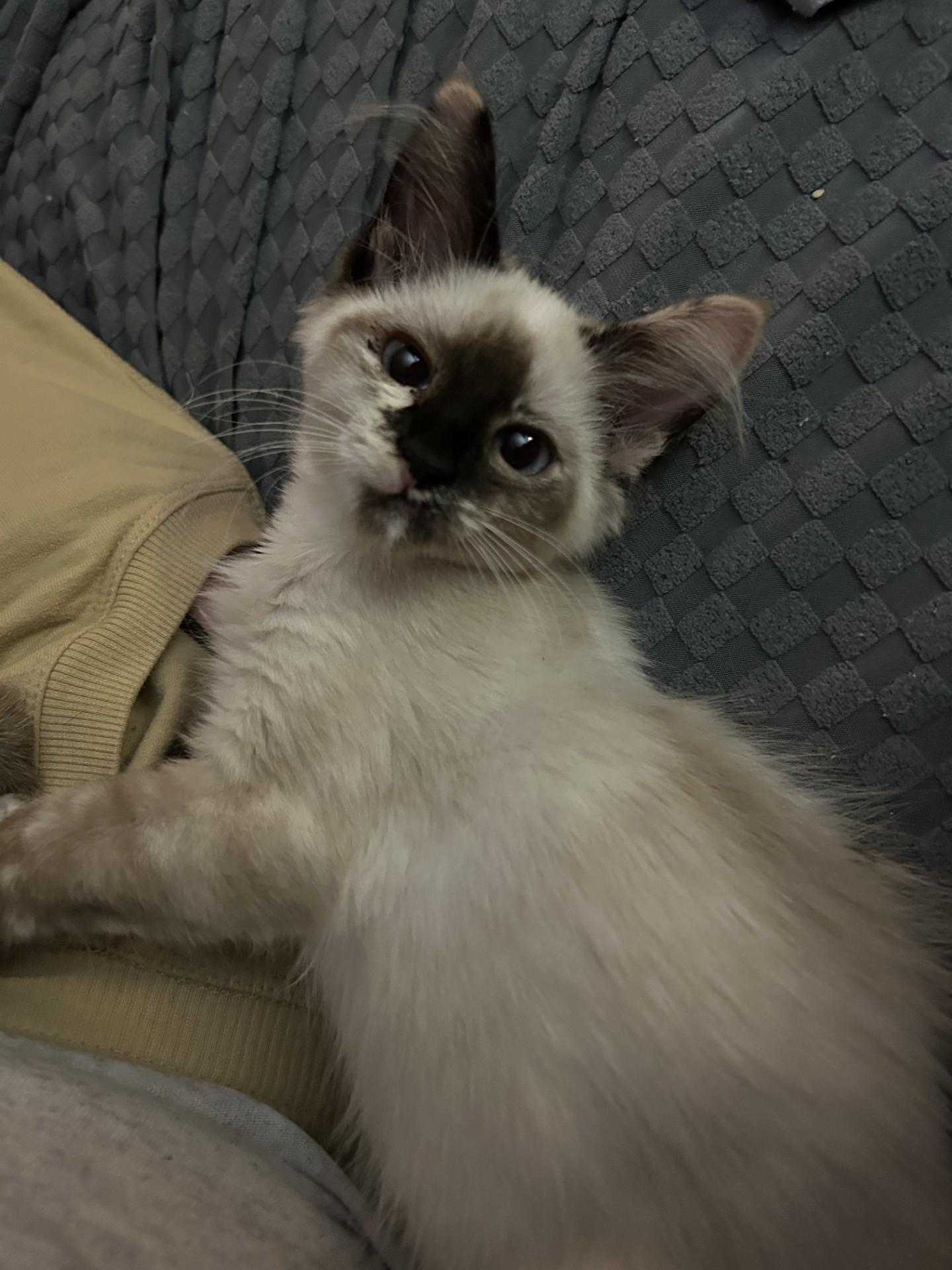 SashaQ, adopted, Kitten Female Siamese & Tortoiseshell.