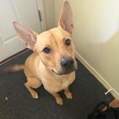 Enlarge Rhodes - Local Hillsboro OR, a ADOPTABLE mixed breed in Hillsboro, OR image 5/5