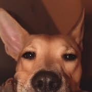 Enlarge Rhodes - Local Hillsboro OR, a ADOPTABLE mixed breed in Hillsboro, OR image 3/5
