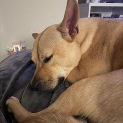 Enlarge Rhodes - Local Hillsboro OR, a ADOPTABLE mixed breed in Hillsboro, OR image 2/5