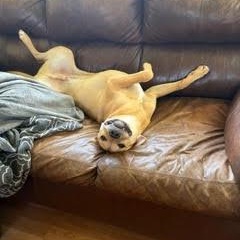 Enlarge Rhodes - Local Hillsboro OR, a ADOPTABLE mixed breed in Hillsboro, OR image 4/5