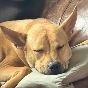 Rhodes - Local Hillsboro OR, ADOPTABLE, Young Male American Staffordshire Terrier & Pit Bull Terrier.