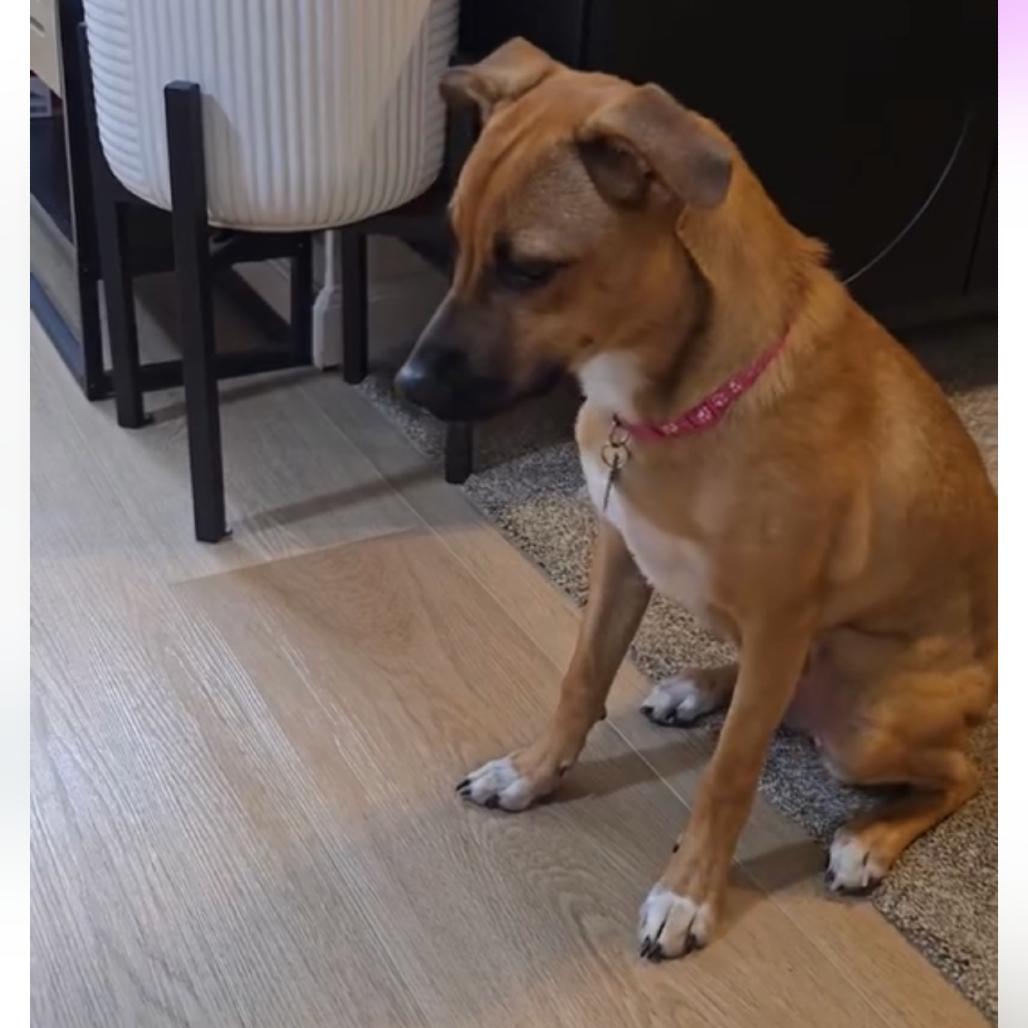 Pippa, Adoptable, Young Female Rhodesian Ridgeback & Terrier.