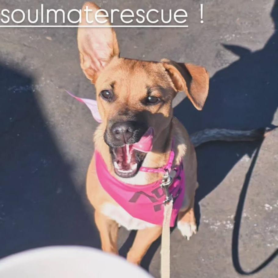 Enlarge Pippa, a Adoptable mixed breed in Escondido, CA image 2/5