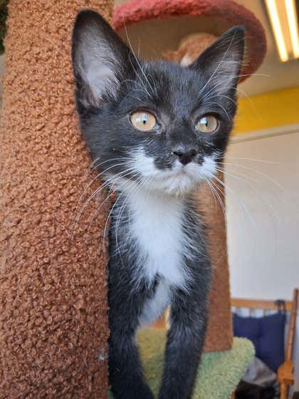 Sokka, Adoptable, Kitten Male Domestic Short Hair & Domestic Short Hair.