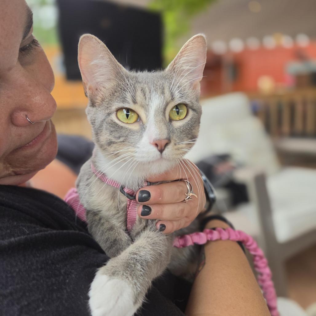 Zara, Adoptable, Young Female Domestic Short Hair.