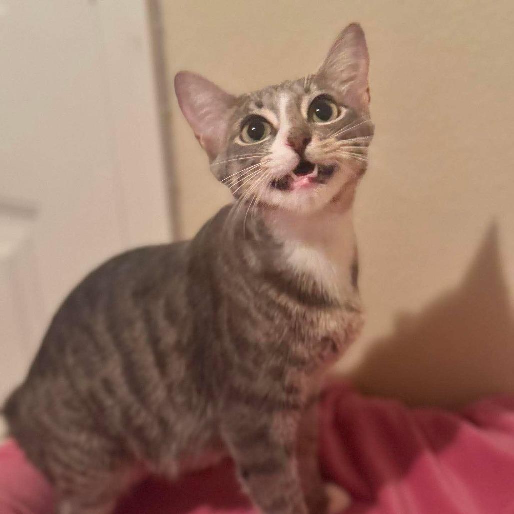 Zara, a Adoptable Domestic Short Hair in Redmond, WA image 1/2