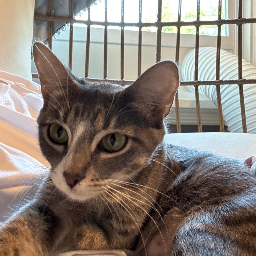 Enlarge Zara, a Adoptable Domestic Short Hair in Redmond, WA image 3/6